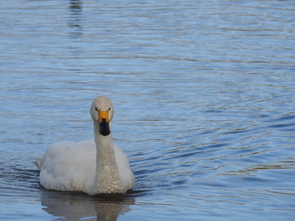 Bewick's Are Back